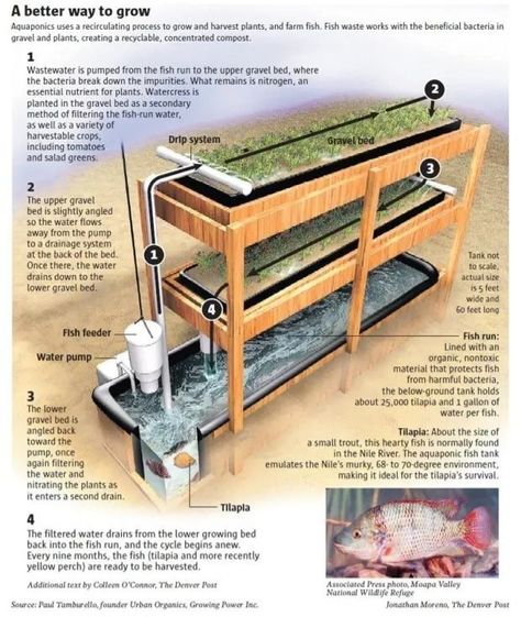 Aquaponics Greenhouse, Backyard Aquaponics, Aquaponics Plants, Aquaponics Fish, Aquaponics Diy, Aquaponic Gardening, Greenhouse Plans, Aquaponics System, Fish Farming