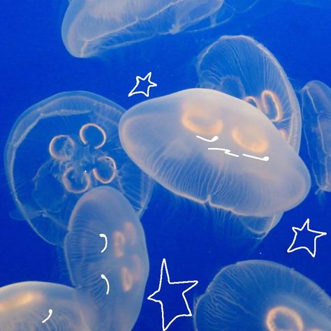 moon jellyfish ☆★ Jellyfish Spotify Cover, Blue Jellyfish White Background, Mermaid Underwater Drawing, Jellyfish Pictures Underwater, Marine Life Pfp, Cute Jellyfish Pfp, Pretty Ocean Aesthetic, Sea Icon Aesthetic, Princess Jellyfish Aesthetic