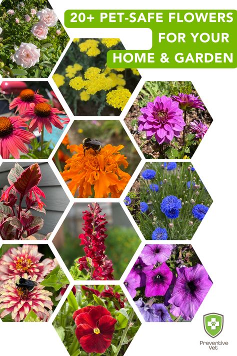 20+ Pet-Safe Flowers for Your Home and Garden Toxic Flowers For Dogs, Pollinator Flower Bed, Plants That Are Safe For Dogs, Cat Safe Outdoor Plants, Non Toxic Flowers Cats, Pet Safe Outdoor Plants, Non Toxic Plants For Dogs, Toxic Flowers For Cats, Pet Safe Garden Plants