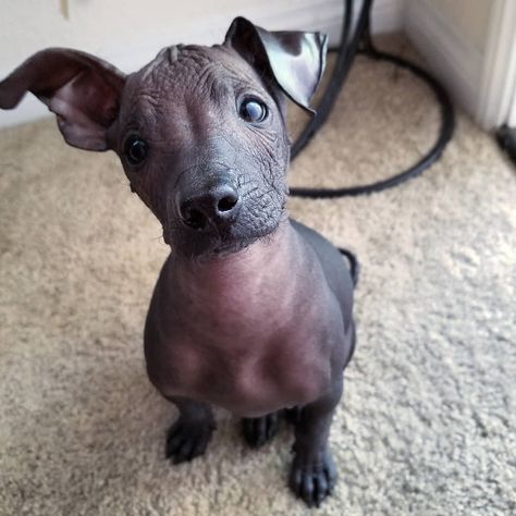 The Xoloitzcuintli, or Mexican hairless dog, is a great hypoallergenic dog breed. In this guide, learn about their traits, temperament, lifespan and where you can find puppies and older dogs. Find out! Mexican Dog Breeds, Xolo Puppy, Xoloitzcuintle Puppy, Ugly Dog Breeds, Xoloitzcuintli Dog, Xolo Dog, Hairless Dogs, Hairless Animals, Mexican Hairless Dog