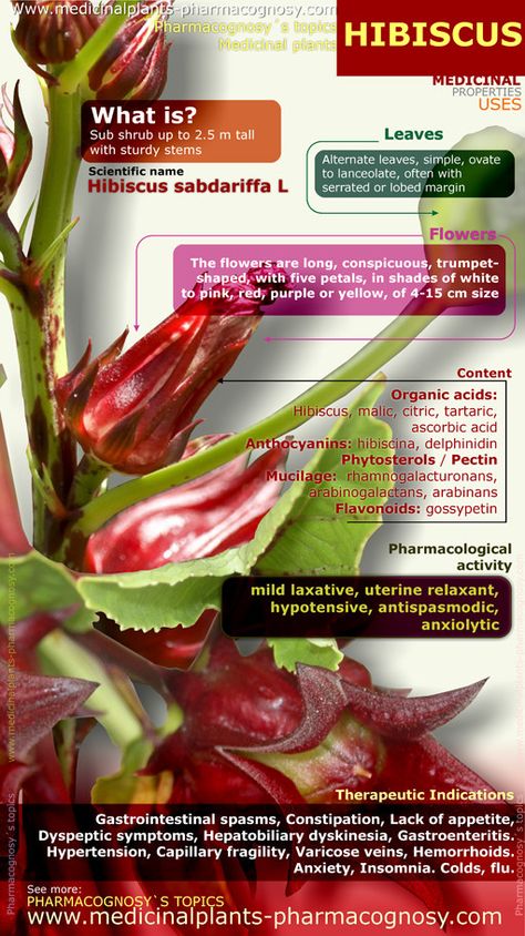 Hibiscus health benefits. Infographic - Pharmacognosy - Medicinal Plants Hibiscus Health Benefits, Hibiscus Sabdariffa, Fruit Health Benefits, Calendula Benefits, Hibiscus Plant, Matcha Benefits, Health Living, Hibiscus Tea, Cold Home Remedies