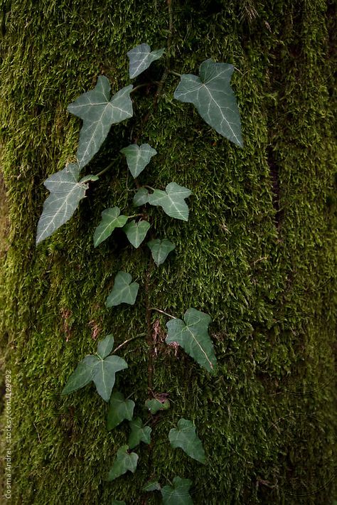 Nature, Poison Ivy Plant Aesthetic, Posion Ivy Plant, Ivy Plant Aesthetic, Climbing Trees Aesthetic, Moss Green Aesthetic, Ivy Core, Poison Ivy Plant, Moss Aesthetic