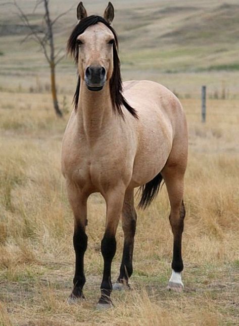 15 The Most Unique And Extraordinary Horse Breeds That Prove Nature Is The Most Creative Artist Blue Roan Horse, Breeds Of Horses, Princesa Disney Bella, Kiger Mustang, Regard Animal, Sony World Photography Awards, Different Horse Breeds, Buckskin Horse, Dog Pitbull