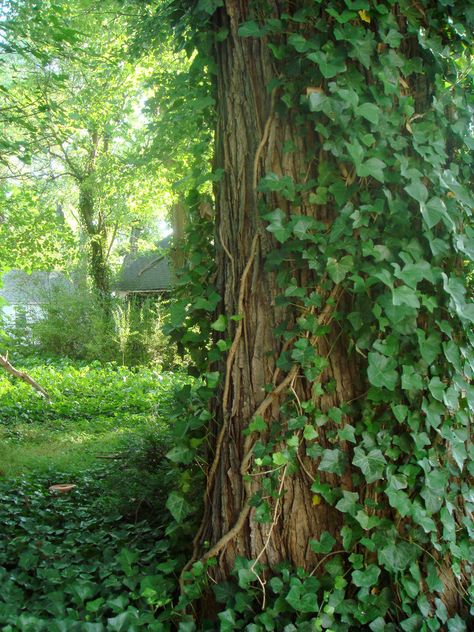 Ivy Tree Vines On Trees, Creeping Ivy, Art Academia Aesthetic, Ivy Aesthetic, Ivy Tree, Ivy Garden, Shape Ideas, Dark Forest Aesthetic, English Ivy