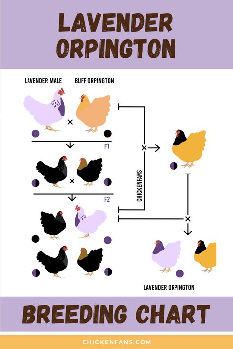 Chicken Genetics, Lavender Orpington Chickens, Lavender Orpington, Chicken Breeds Chart, Lavender Chicken, Orpington Chickens, Chicken Breeding, Foghorn Leghorn, Chicken Farming