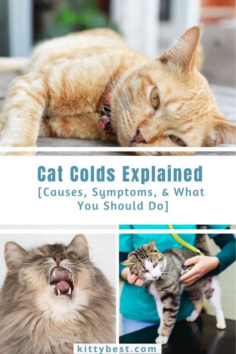 A cold is one of the most common illnesses for these lovely pets. Their symptoms look a lot like a human cold. They sneeze, become cranky, and usually just want to hide under a blanket. A mild cat cold usually heals on its own. Occasionally, a cat cold could progress and affect your cat’s health. How can you help your cat get well? And at which point do you need to see the vet? Here’s everything you need to know about colds and cats: the signs, causes, and best home remedies. Cat Sneezing Remedies, Cat Knowledge, Sick Kitten, Cat Sneezing, Cat Remedies, Cat Cold, Cat Medicine, Pet Remedies, Cat Health Problems