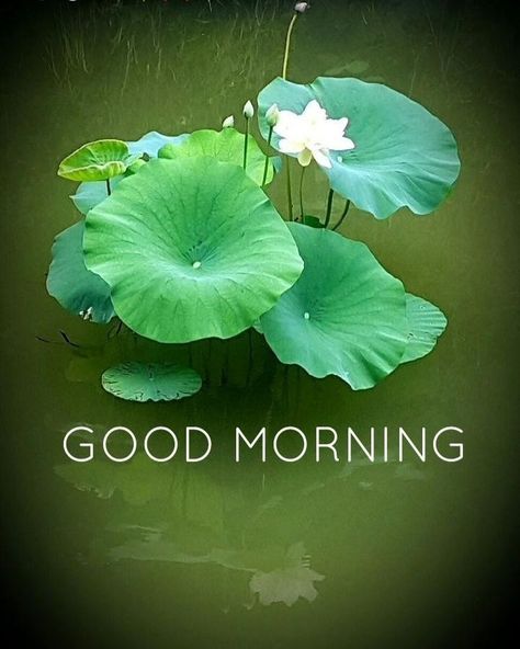 Good Morning Beautiful Flowers Nature, Flowers Good Morning, Good Morning Nature Images, Happy Diwali Photos, Morning Massage, Good Morning Massage, Morning Pic, Good Morning Wishes Gif, Lilies Flowers