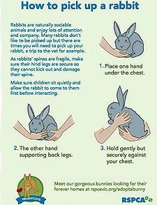 Bunny Care Tips, Rabbit Facts, Lionhead Bunny, Bunny Ideas, Pet Rabbit Care, Rabbit Ideas, Somebunny Loves You, Giant Rabbit, Pet Bunny Rabbits