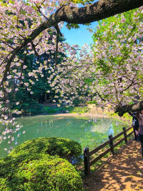 Shinjuku Gyoen, Frühling Wallpaper, Spring Scenery, Beautiful Meaning, Holiday Photography, Cherry Blossom Season, Air Terjun, Nail Art Disney, Beautiful Pink Flowers