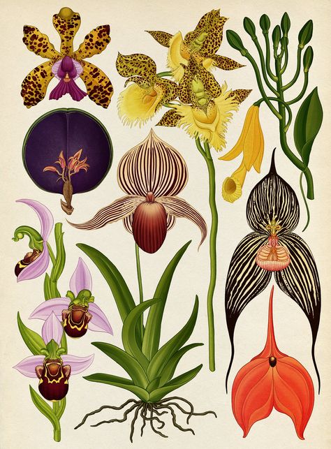 The herbal bed: Katie Scott's psychedelic flora and fauna – in pictures Brazilian Flowers, Konst Designs, Botanisk Illustration, Katie Scott, Illustration Botanique, Botanical Illustration Vintage, Vintage Botanical Prints, Plant Drawing, Botanical Painting