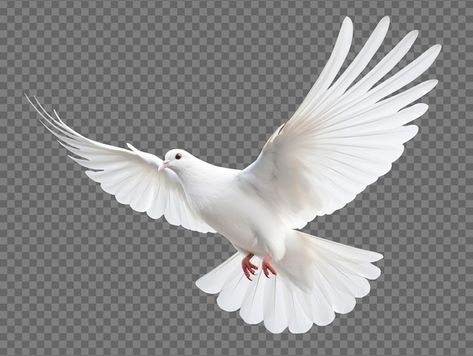 Dove flying isolated on transparent back... | Premium Psd #Freepik #psd #freedom-bird #dove #flying-dove #white-bird Dove Peace, Freedom Bird, Dove Flying, Dove Images, White Pigeon, Wings Png, Dove Pigeon, Dove Pictures, Dove Bird