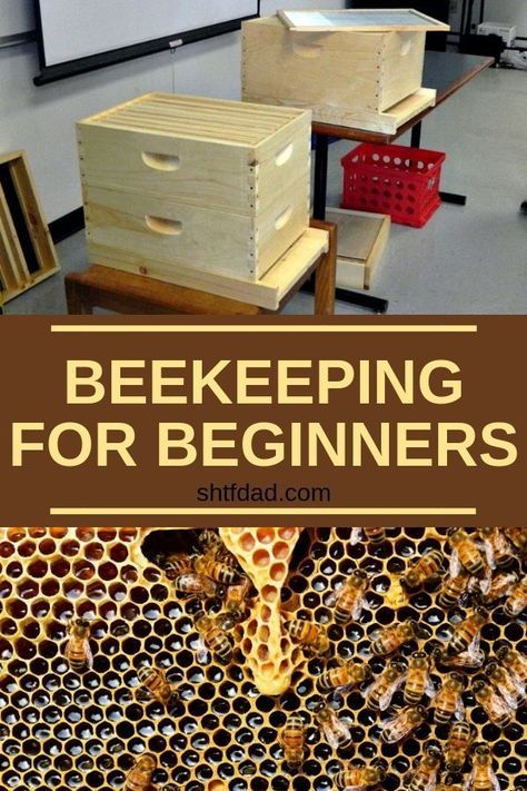 How To Start Beekeeping, Bee Hive Plans, Backyard Bee, Beekeeping For Beginners, Raising Bees, Backyard Beekeeping, Backyard Garden Landscape, Bee Farm, Bee Garden