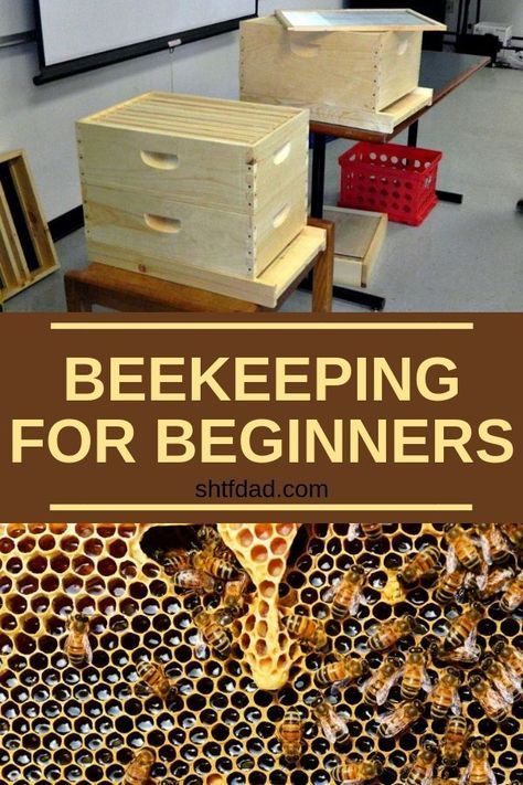 How To Start Beekeeping, Bee Hive Plans, Backyard Bee, Beekeeping For Beginners, Raising Bees, Backyard Beekeeping, Bee Farm, Backyard Garden Landscape, Bee Garden