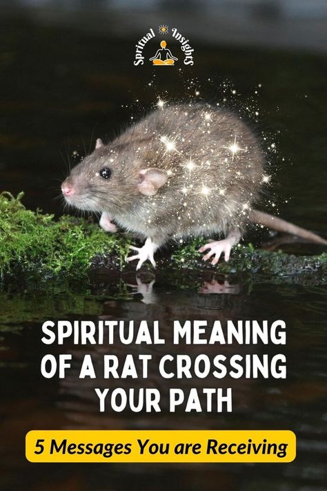 Spiritual Meaning of a Rat Crossing Your Path – 5 Messages You are Receiving Rats, Spirituality, A Rat, Survival Instinct, Spiritual Meaning, Be Afraid, Art Sketches, Things That, Meant To Be