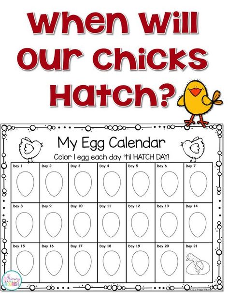 Hatching chicks in the classroom 101: Tips and Resources.  Hatching chicks in the classroom is probably my favorite activity every year! Not only is it a wonderful hands-on life science lesson, hatching chicks in the classroom also creates the perfect stage for you to teach concepts across the curriculum because your students are so engaged!  You can use this engagement for teaching content standards in science, math, reading, writing and art. Montessori, Egg Hatching Activities, Chicken Hatching Calendar, Chicken Hatching Activities, Chicks In The Classroom, Hatching Eggs In The Classroom, Chicken Egg Hatching Chart, Hatching Chicks In The Classroom, Hatching Chicken Eggs