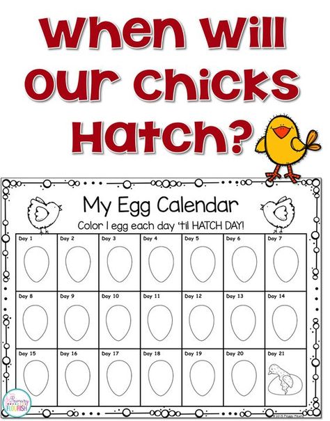 Hatching chicks in the classroom 101: Tips and Resources.  Hatching chicks in the classroom is probably my favorite activity every year! Not only is it a wonderful hands-on life science lesson, hatching chicks in the classroom also creates the perfect stage for you to teach concepts across the curriculum because your students are so engaged!  You can use this engagement for teaching content standards in science, math, reading, writing and art. Montessori, Egg Hatching Activities, Chicken Hatching Calendar, Chicken Hatching Activities, Hatching Eggs In The Classroom, Chicks In The Classroom, Chicken Egg Hatching Chart, Hatching Chicks In The Classroom, Hatching Chicken Eggs