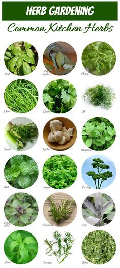 This handy chart makes Herb Identification a snap. #herbidentification #kitchenherbs Permaculture, Organic Gardening Tips, Herb Identification, Windowsill Herb Garden, Growing Food Indoors, Types Of Herbs, Kitchen Herbs, Indoor Herb Garden, Herbs Indoors