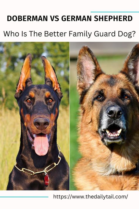 German Shepherds, Best Guard Dogs, Different Personalities, Guard Dog, German Dogs, Doberman Dogs, German Shepard, Guard Dogs, Dog Behavior