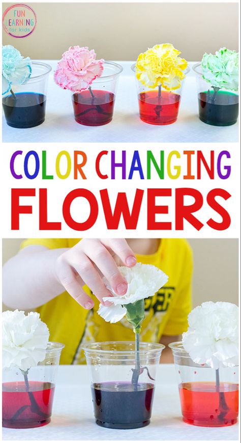 Color Changing Flowers, Spring Science Activities, Vetenskapliga Experiment, Science Activity For Kids, Science Experiments Kids Preschool, Science Experiments Kids Elementary, Spring Science, Kid Science, Maluchy Montessori