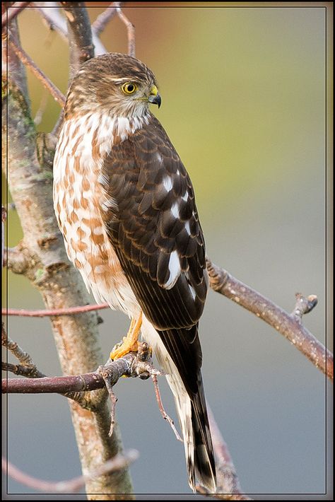 Sharp-shinned Hawk Back Again | by TT_MAC Nature, Purple Finch, Sharp Shinned Hawk, Hawk Tattoo, Cypress Swamp, Raptors Bird, Hawk Bird, Life List, Bird Watcher