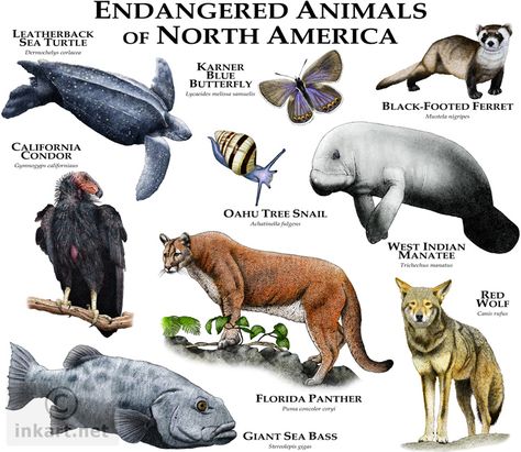 Fine art illustration of various species of North American animals that are at risk of becoming extinct. Endangered Species Art, Books Website, North American Animals, North American Wildlife, Endangered Wildlife, American Animals, Ink Artwork, Oakland California, Extinct Animals