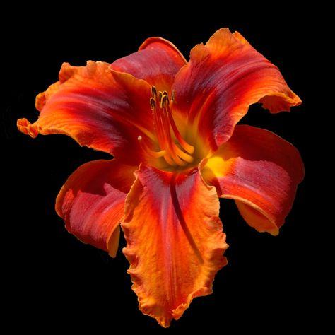 Orange Lily Aesthetic, Orange Flower Aesthetic, Flower Power Aesthetic, Fire Lilies, Orange Day Lily, Flowers With Black Background, Exotic Aesthetic, Lily Aesthetic, Orange Inspiration