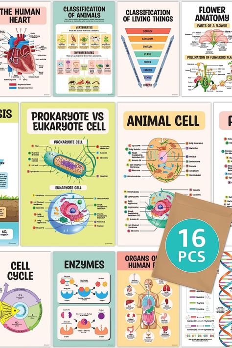 16 Science Posters for Classroom Middle School - 11x17in Science Classroom Posters, Science Classroom Decorations Middle School, Science Posters for Classroom High School, Biology Posters $16.99 Classroom Science Posters, Science Classroom Ideas Middle School, High School Biology Classroom Decorations Ideas, High School Science Teacher Classroom, Science Teacher Classroom Middle School, High School Science Bulletin Board Ideas, Highschool Science Classroom, Aesthetic Science Classroom, Science Classroom Decorations Middle