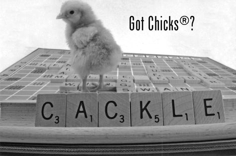 Chicken Name Generator Chicken, Random Name, Chicken Names, What To Use, Name Generator, The Chicken, A Name, Try It