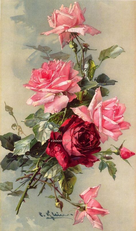 ^^                                                                                                                                                                                 Más Beautiful Rose Drawing, Catherine Klein, Grafika Vintage, Beautiful Flower Drawings, French Victorian, Soyut Sanat Tabloları, Roses Drawing, Rose Art, Rose Painting
