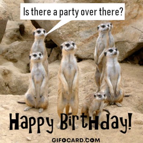 Funny Meerkat Birthday card Humour, Meerkat Birthday, Baby Meerkat, Great Granddaughter, Buy A House, Happy Birthday Fun, Birthday Gif, Happy Birthday Greetings, Set Free