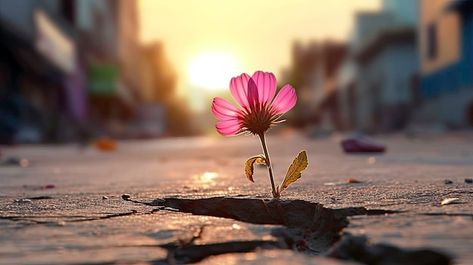 Flor solitária crescendo do asfalto na i... | Premium Photo #Freepik #photo #cidade-abandonada #rua #rua-cidade #asfalto Photoshop, Modelos 3d, Premium Photo