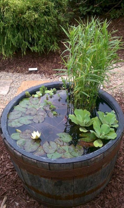 Tanaman Air, Mini Pond, Taman Air, Container Water Gardens, Backyard Ponds, Garden Water Feature, Fountains Backyard, Pond Landscaping, Backyard Water Feature