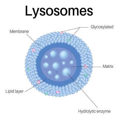 Lysosomes are membrane-enclosed organelles. Lysosomes in cell. Cell Biology Notes, Plant And Animal Cells, Cell Organelles, Biology Worksheet, Branches Of Science, How The Universe Works, Medicine Notes, Biology Art, Animal Cell
