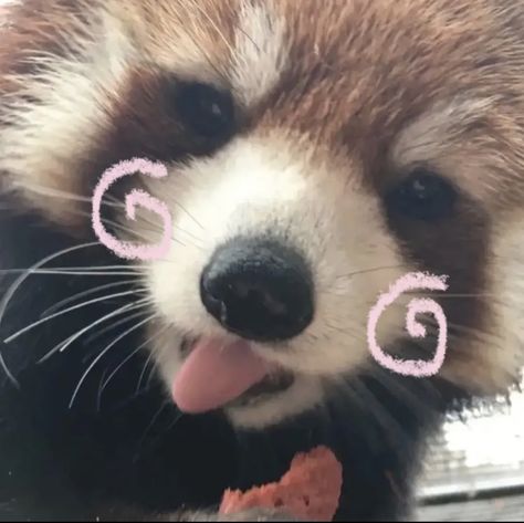 Red Panda Cute, Charmmy Kitty, Silly Animals, Dessin Adorable, Red Panda, Discord Server, Silly Cats, Cute Little Animals, 귀여운 동물