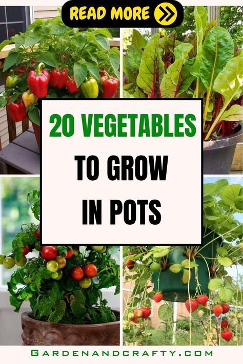 20 Best Vegetables To Grow In Pots For A Year-Round Supply Of Fresh Produce Potted Food Plants, Vegetable In Pots, Vegetables You Can Grow In Pots, Growing Veggies In Containers, Vegetables That Grow In Pots, Vegetables Grown In Pots, Vegetable Plants In Pots, Easy Veggie Garden Ideas, Gardening In Pots Vegetable