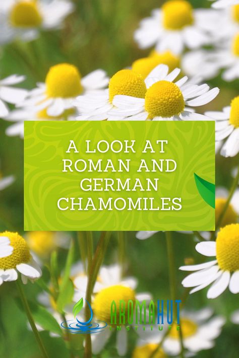 Only two types of plants are considered authentic chamomile - German chamomile (Matricaria recutita) and Roman chamomile (Anthemis nobilis). Both plants are in the Asteraceae family. Their differences are evident morphologically and in their essential oil appearance. German chamomile is a low-growing annual herb with daisy-like flowers on a single stem. Roman chamomile is a perennial plant growing up to 3 feet tall with daisy-like flowers on branched stems and is also native to Europe. Matricaria Recutita, German Chamomile, Case Western Reserve University, Essential Oil Extraction, Chemical Analysis, Roman Chamomile, Plant Growing, Chamomile Essential Oil, Medical Science