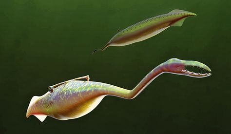 Nature, Tully Monster, Monster Eyes, Extinct Animals, Prehistoric Creatures, Prehistoric Animals, Sea Monsters, Weird Creatures, Sea Creatures