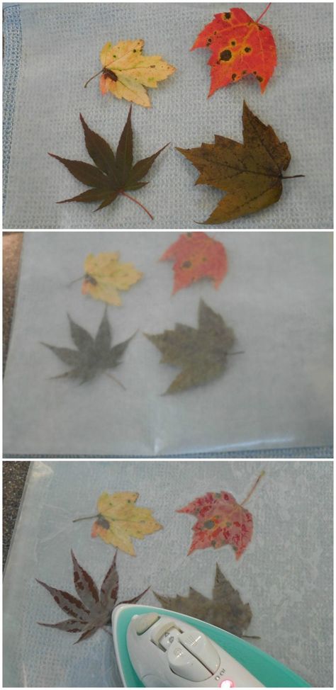 Fall Nature Journaling for Kids: Leaf Journal – Only Passionate Curiosity Nature, Leaf Collection Projects For School, Journaling For Kids, Leaf Journal, Witchy Journal, Nature Sketchbook, Nature Journals, Nature Therapy, Fall Photography Nature