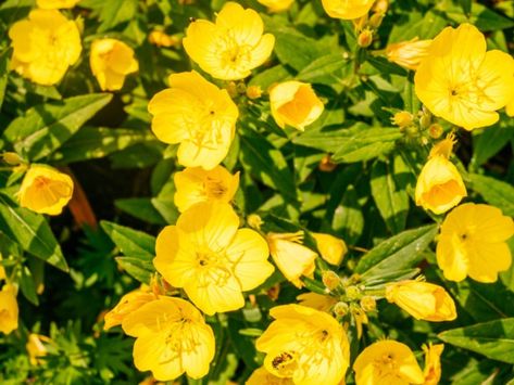 How To Grow Yellow Evening Primrose Plants Yellow Evening Primrose, Yellow Primrose Flower, Yellow Primrose, Evening Primrose Flower, Primrose Plant, Primrose Flower, Easter House, Smelling Flowers, Plant Images