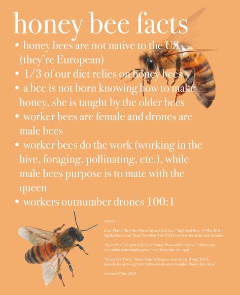 honey bee fun facts orange info graphic aesthetic Nature, Honey Bees Aesthetic, Bee Keeping Aesthetic, Beehive Aesthetic, Bumble Bee Aesthetic, Honey Bee Aesthetic, Honeybee Aesthetic, Bees Facts, Honey Facts