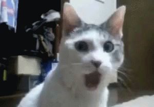 Omg Gasp GIF - Omg Gasp Cat - Discover & Share GIFs Shocked Cat, Gatos Cool, Shocked Face, Notice Me, Silly Cats Pictures, Meme Gato, Funny Cute Cats, Dog Face, Silly Cats