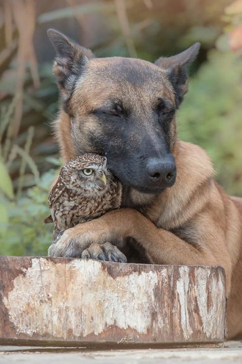 amazing dog photography by an amazing dog photographer Unusual Animal Friends, Unlikely Animal Friends, Regard Animal, Malinois Dog, Animals Amazing, Animals Friendship, Unusual Animals, Happy Animals, Baby Dogs