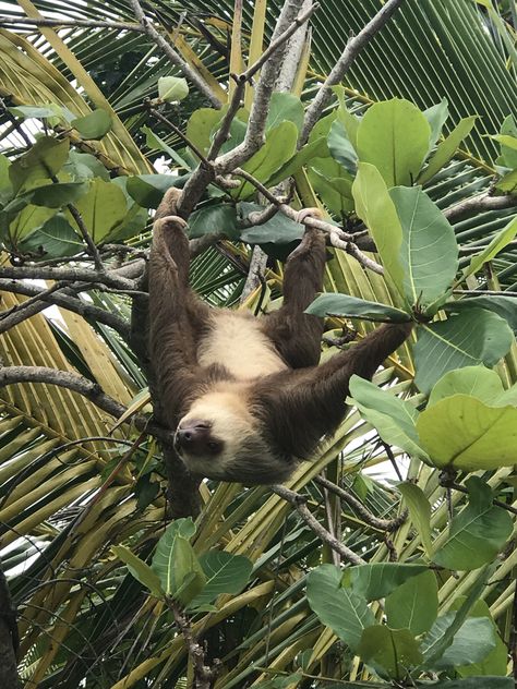 Sloth - Cahuita National Park Travel, National Parks, Costa Rica, Cahuita, Animals, Jungle Vibes, Sloth, National Park
