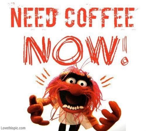 Need Coffee Now Pictures, Photos, and Images for Facebook, Tumblr, Pinterest, and Twitter Pontianak, Coffee Laughs, Coffee Memes, Coffee Sayings, Fraggle Rock, Coffee Obsession, Coffee Talk, Need Coffee, Coffee Is Life