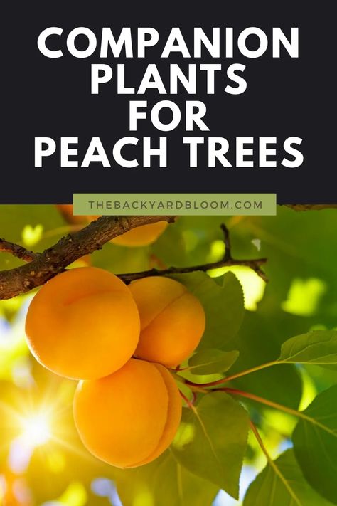 Companion Planting for Peach Trees - The Backyard Bloom Permaculture, Alberta Peach Tree, Companion Plants For Peach Trees, Companion Planting Fruit Trees, Companion Plants For Fruit Trees, Nectarine Tree Companion Plants, How To Start A Peach Tree From A Pit, Apricot Tree Companion Plants, Peach Tree Landscaping