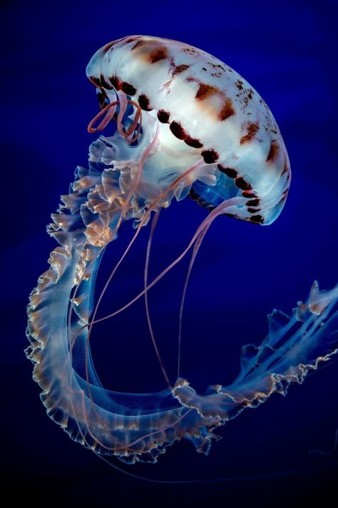 5 Beautiful Photographs of Animals That Will Make You Fall in Love Beautiful Jellyfish, Jellyfish Photography, Sea Jellies, Fauna Marina, Jellyfish Tattoo, Jellyfish Art, Underwater Animals, Monterey Bay Aquarium, Underwater Art