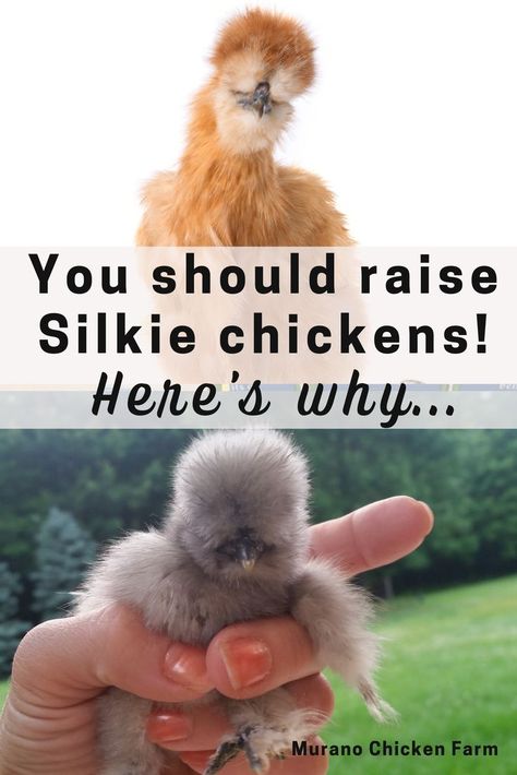 Cute, fluffy silkie chickens Friendliest Chicken Breeds, Raising Silkie Chickens, Silke Chicken, Silkie Chicken Tattoo, Silkie Chickens Baby, Chicken Animal Cute, Silkies Chickens, Silky Chickens, Chicken Silkie