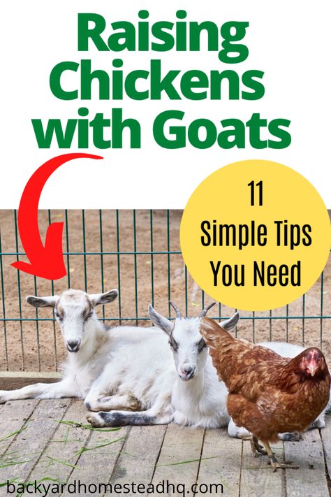 Chickens and goats can live together with proper preparation and plans to integrate them safely. Issues to address include housing, pasture sharing vs rotating, feed, dung, and general safety of all animals. Here are 11+ tips to make keeping chickens and goats together doable. #goats #chickens #homesteading Chicken Coop And Goat Pen, Chicken And Goat House, Chickens And Goats Together, Goat And Chicken Pen, Backyard Goat Pen, Chicken Coop And Goat House, Chicken And Goat Pen, Goat And Chicken Barn Layout, Raising Goats For Beginners