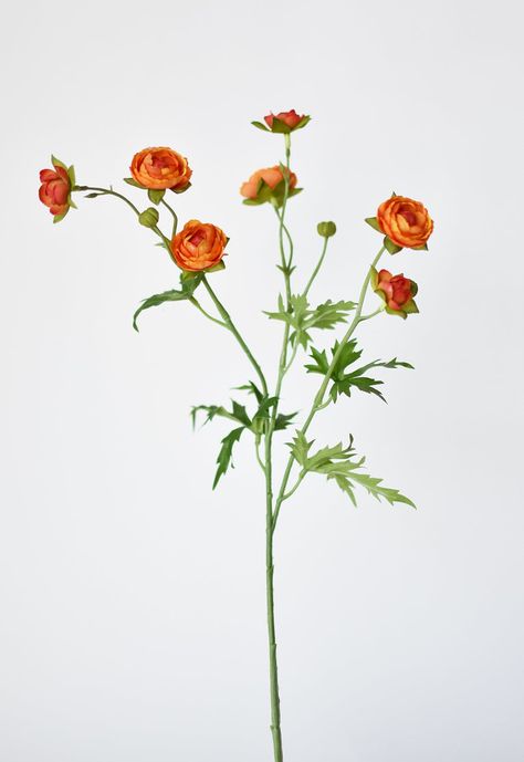 Long Stemmed Flowers, Orange Ranunculus, Individual Flowers, Long Stem Flowers, Flower Collage, Flower Stem, Lexington Ky, Favorite Flowers, Flower Bud