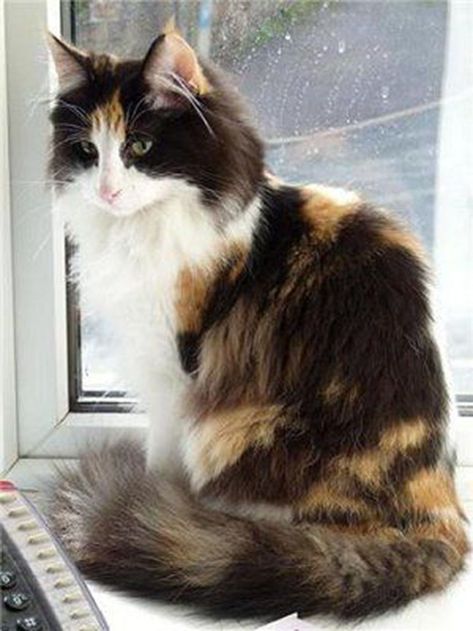 Rescue and re - homing centre for the Norwegian forest cat and working together to promote the preservation and original qualities of the breed Norwegian Forest Cat, Fluffy Cat Breeds, Gato Calico, Söt Katt, Norwegian Forest, Forest Cat, Photo Chat, Calico Cat, Fluffy Cat